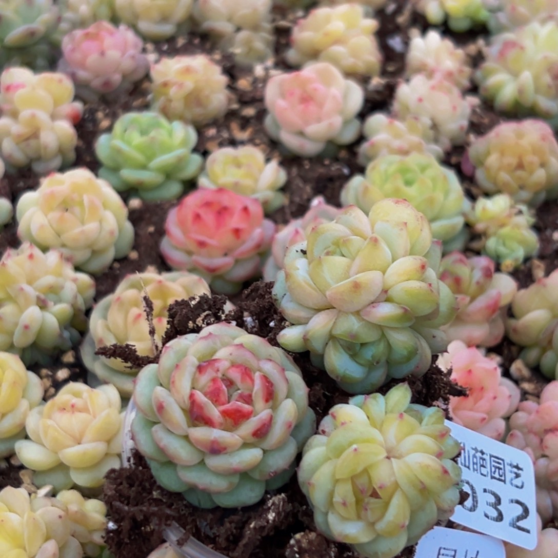 032多肉植物量拍一盒3颗