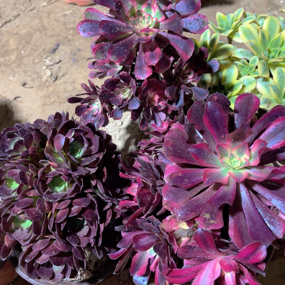 香奈儿，美杜莎，红玫瑰绣球19.8