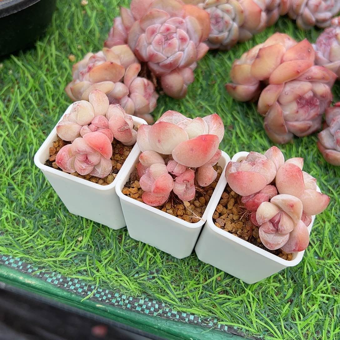 M****t啊石榴籽星影小树福利