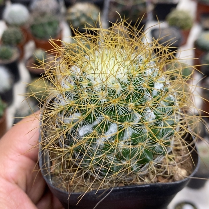 实生狂刺海泉特价