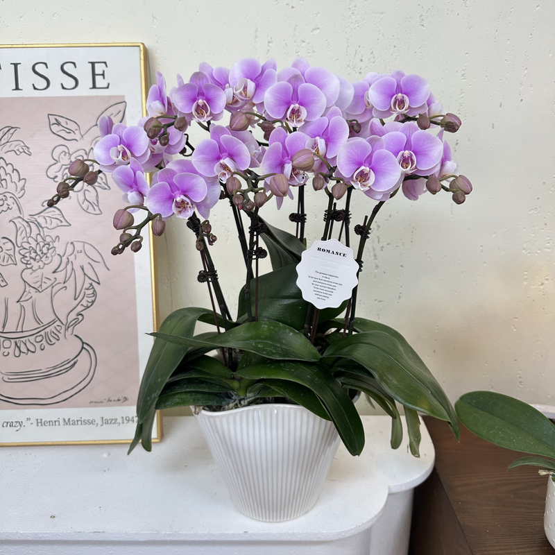 简馨优选【梦幻情人】-蝴蝶兰花 花盆摆设客厅摆设种植基地发货