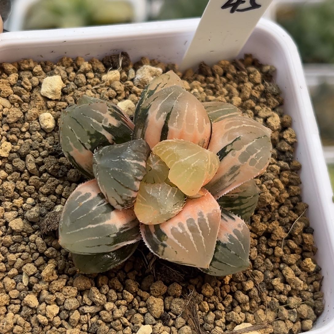 黄***笑45糯玉露锦福利专场