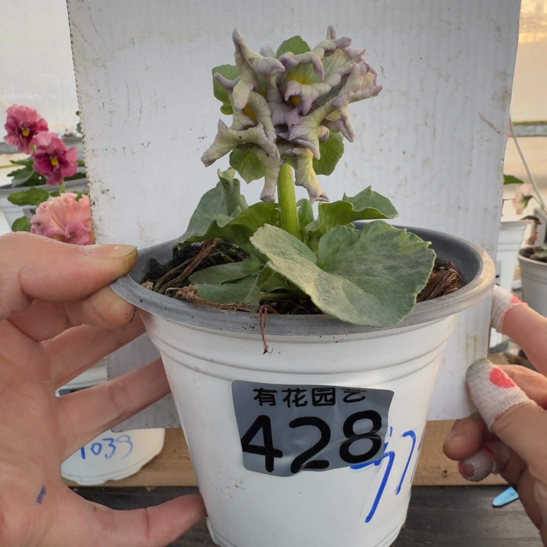 全部花朵428号角堇