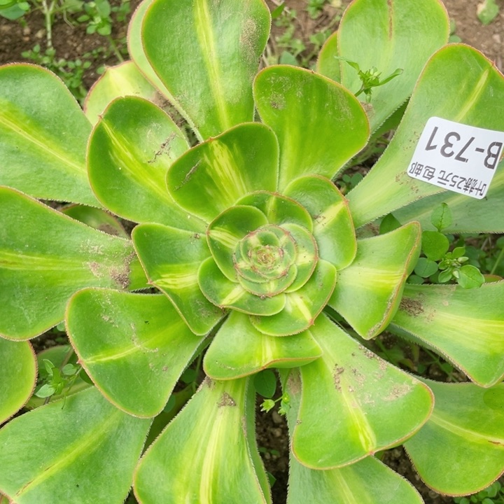 731暴君多肉1，12345678