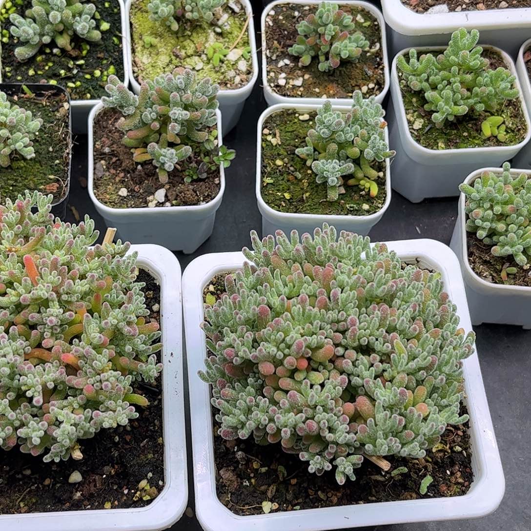 嘻***^昕宝冰晶枝干番杏