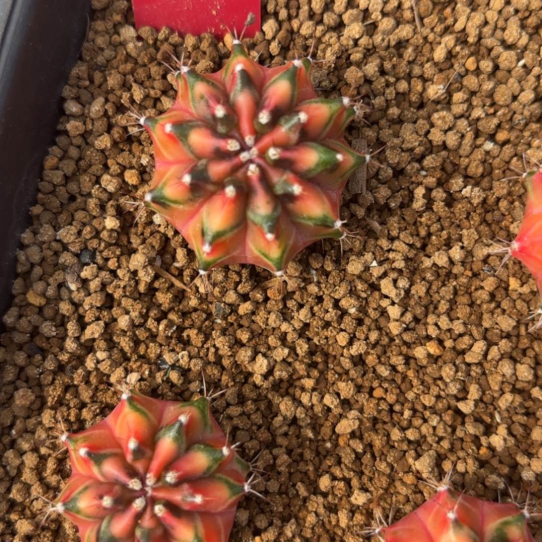 175-1209泰国发货多肉