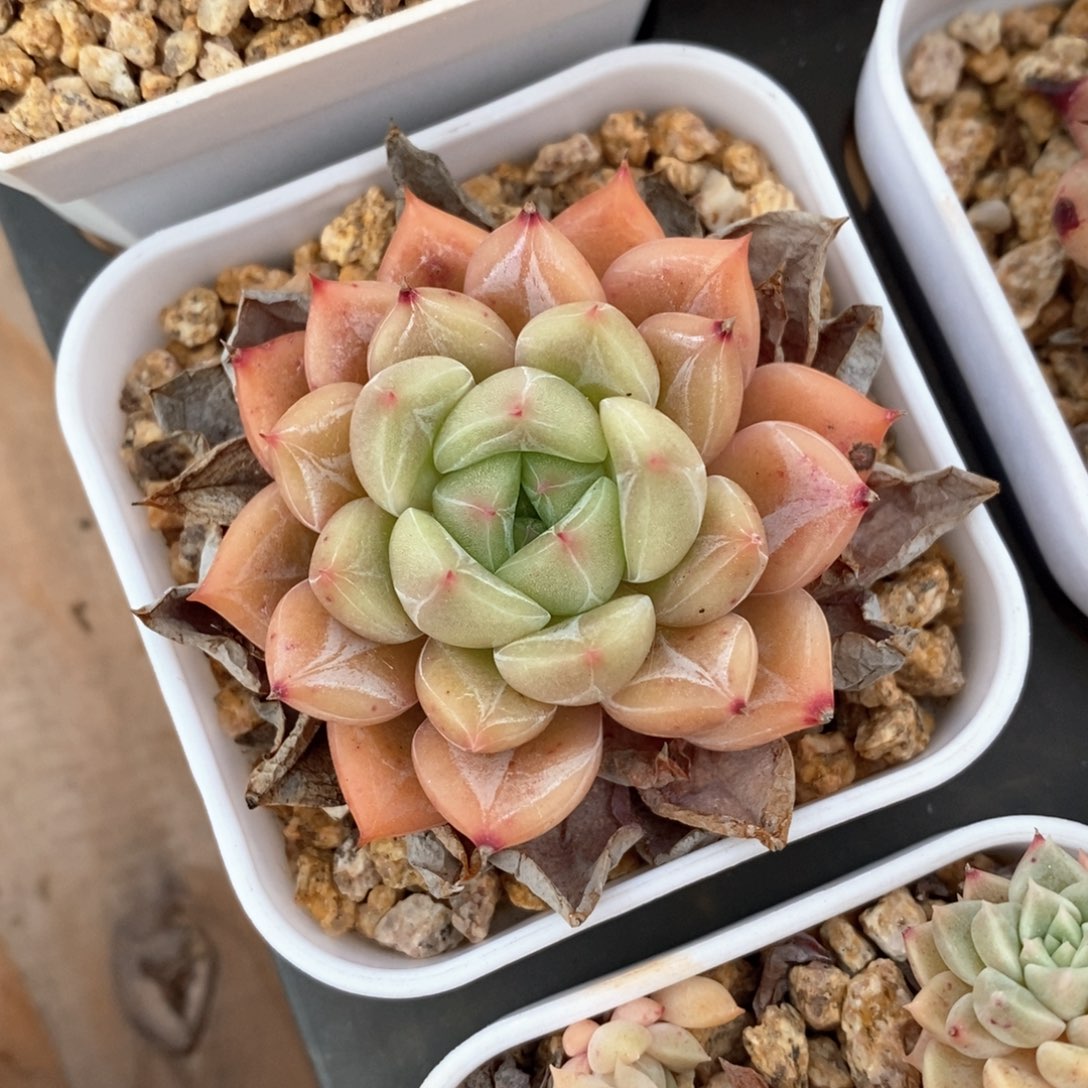 精品多肉一物一抵不包整165