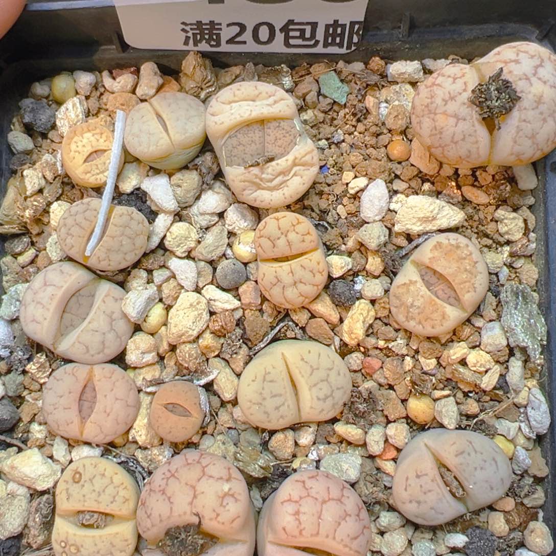 【闪购商品】486……