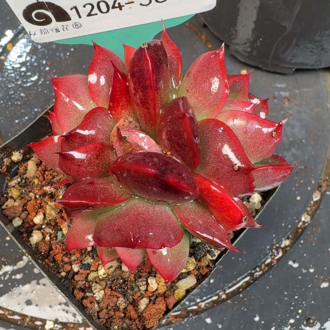 从前慢多肉精选编号1204.387