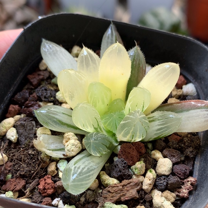 巨大赤线玉露丽带盆土发货