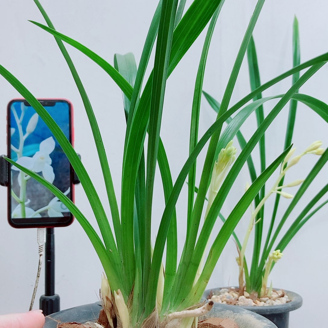 当前无花栽培后可以开花