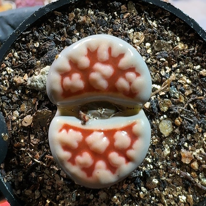 橘*子生石花1111111。   323