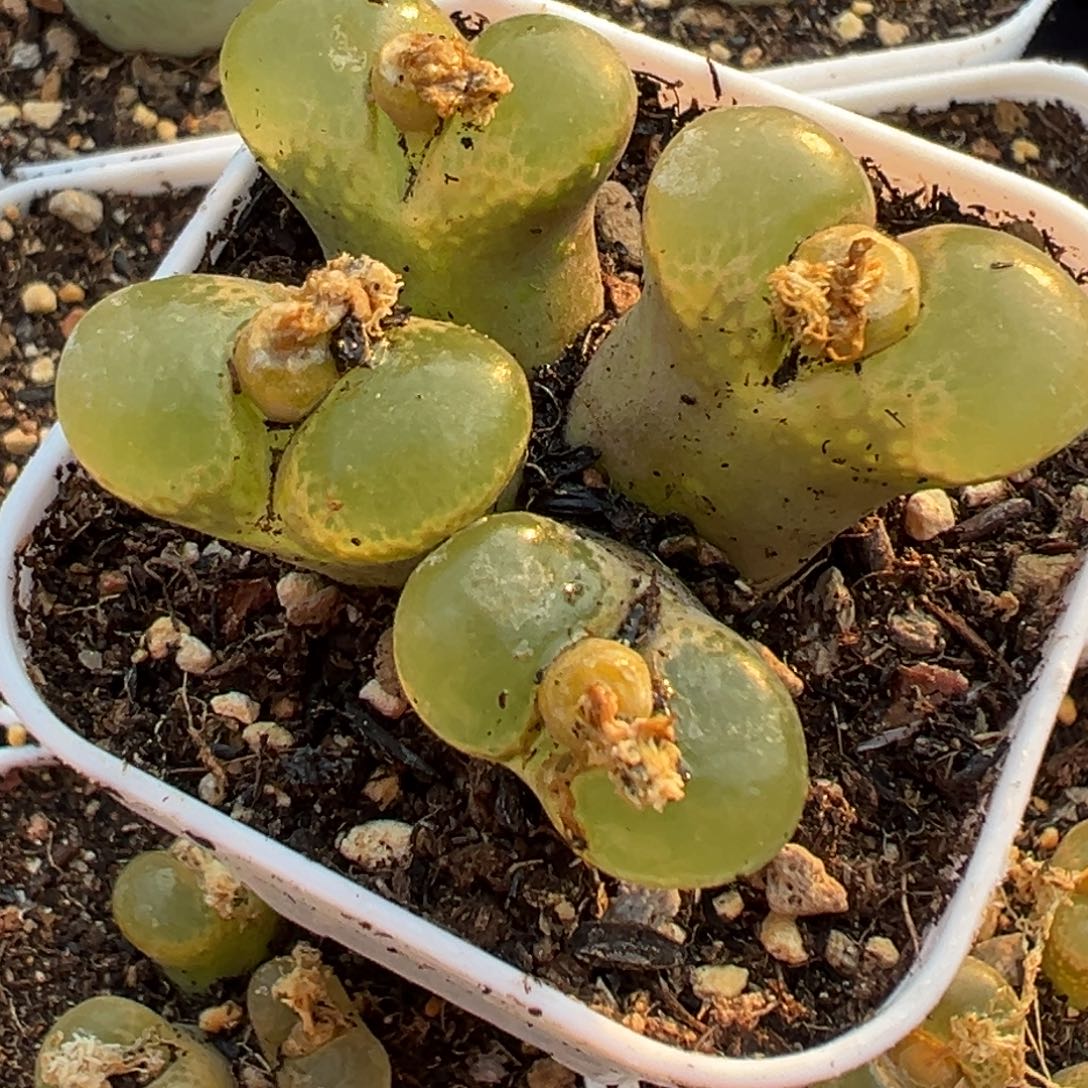 多肉植物11111111111111