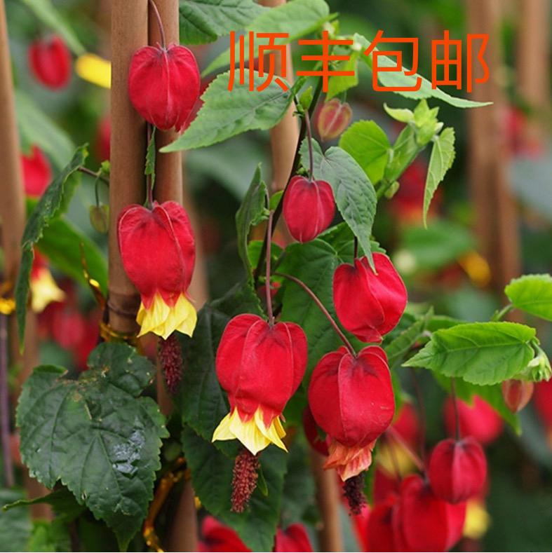 灯笼花盆栽藤本爬藤好养耐阴花卉植物蔓性风铃花颜值庭院四季开花