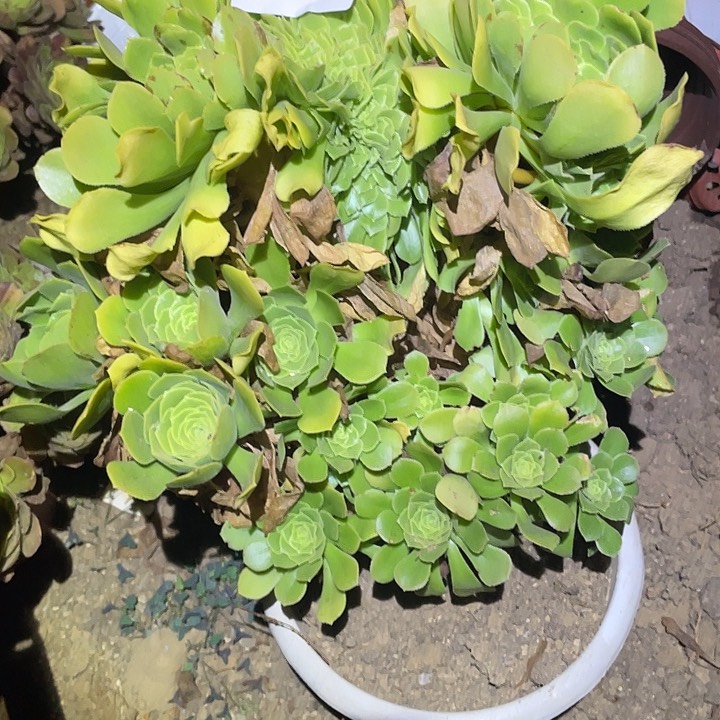小****令多肉植物法师949绿杨蓉缀