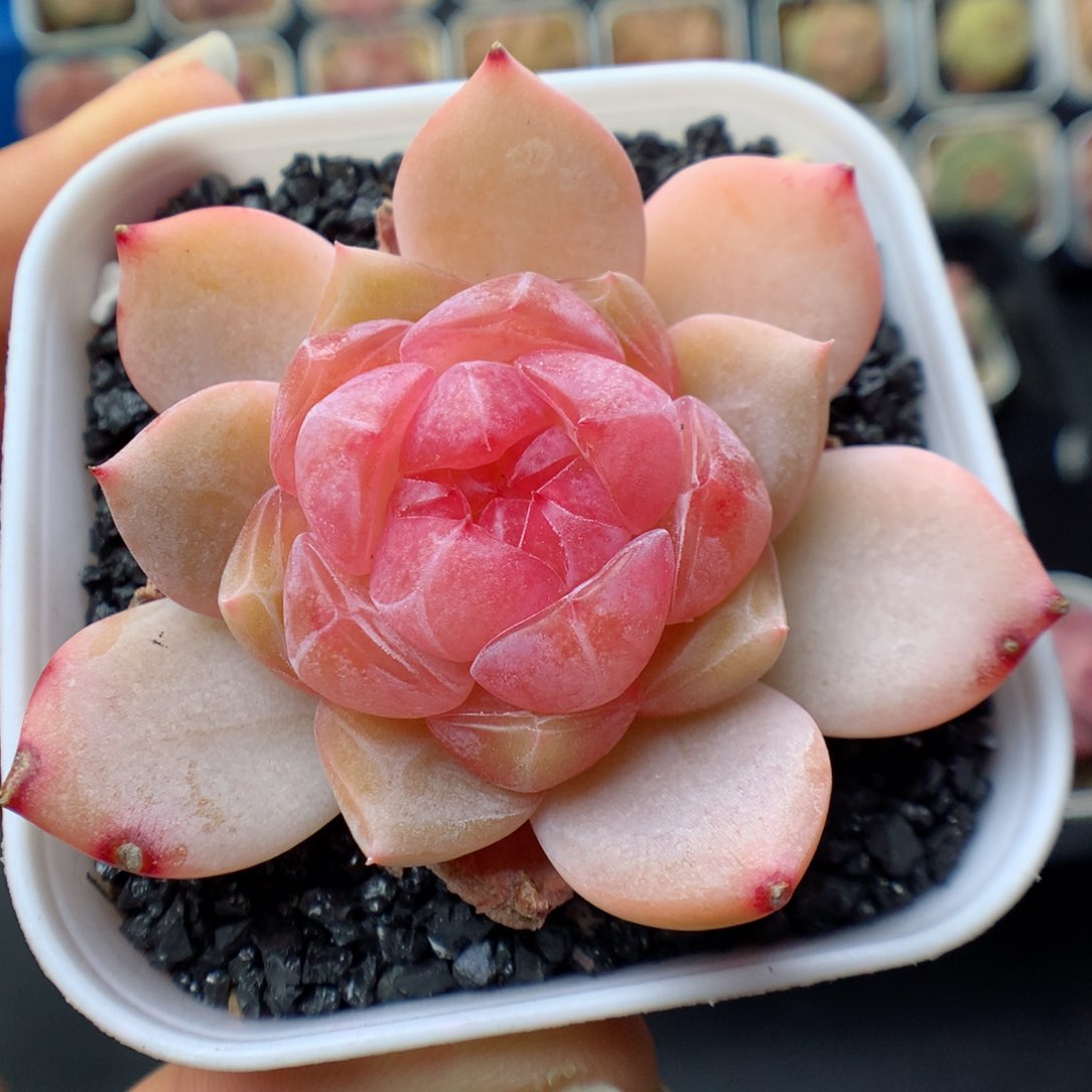 多肉植物。  糖心19