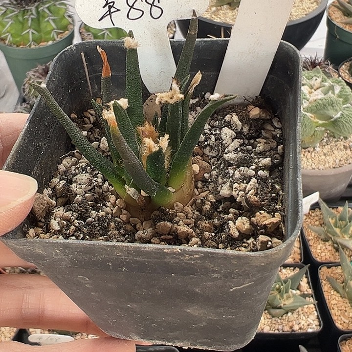 西***系仙人球 龙舌兰 牡丹实生