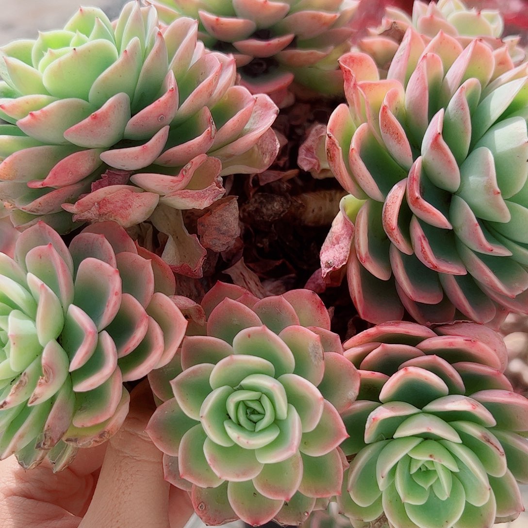 哈密瓜多头群生精品特价