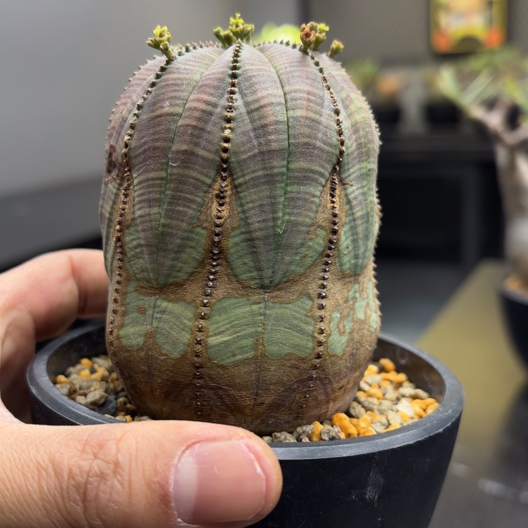 实生布纹球带盆包邮