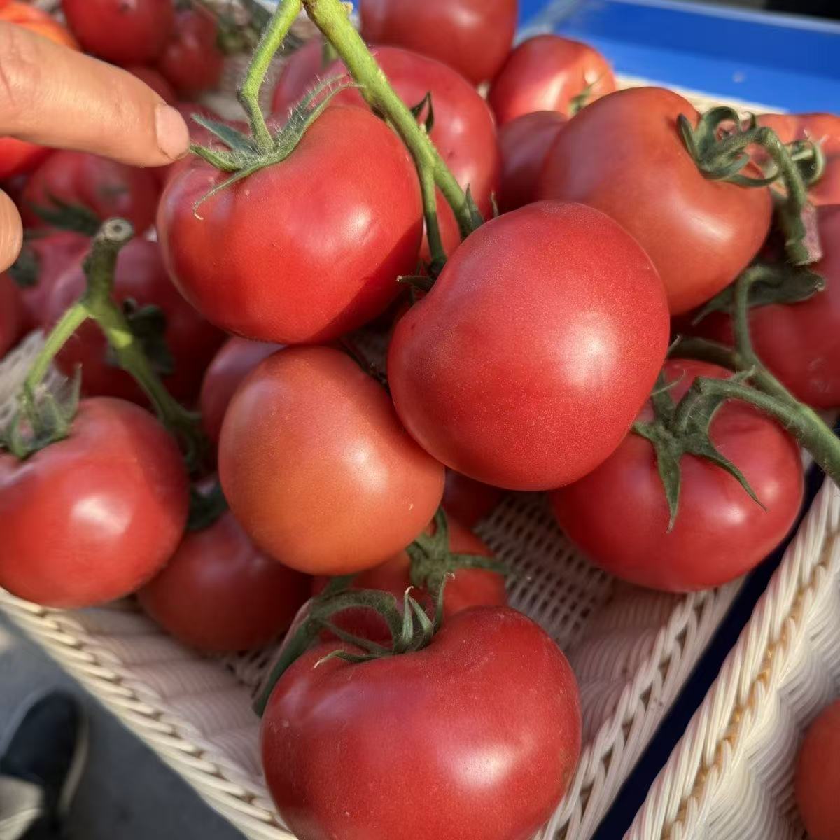 沙瓤西红柿农家自种现摘现发水果蔬菜（3）