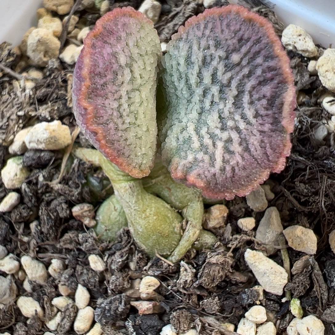 024-A535实生新品多肉植物水泡