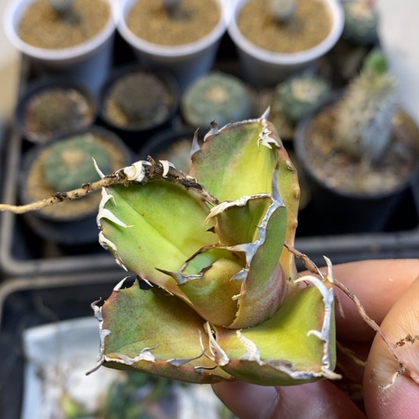 【闪购商品】螃蟹顶芽