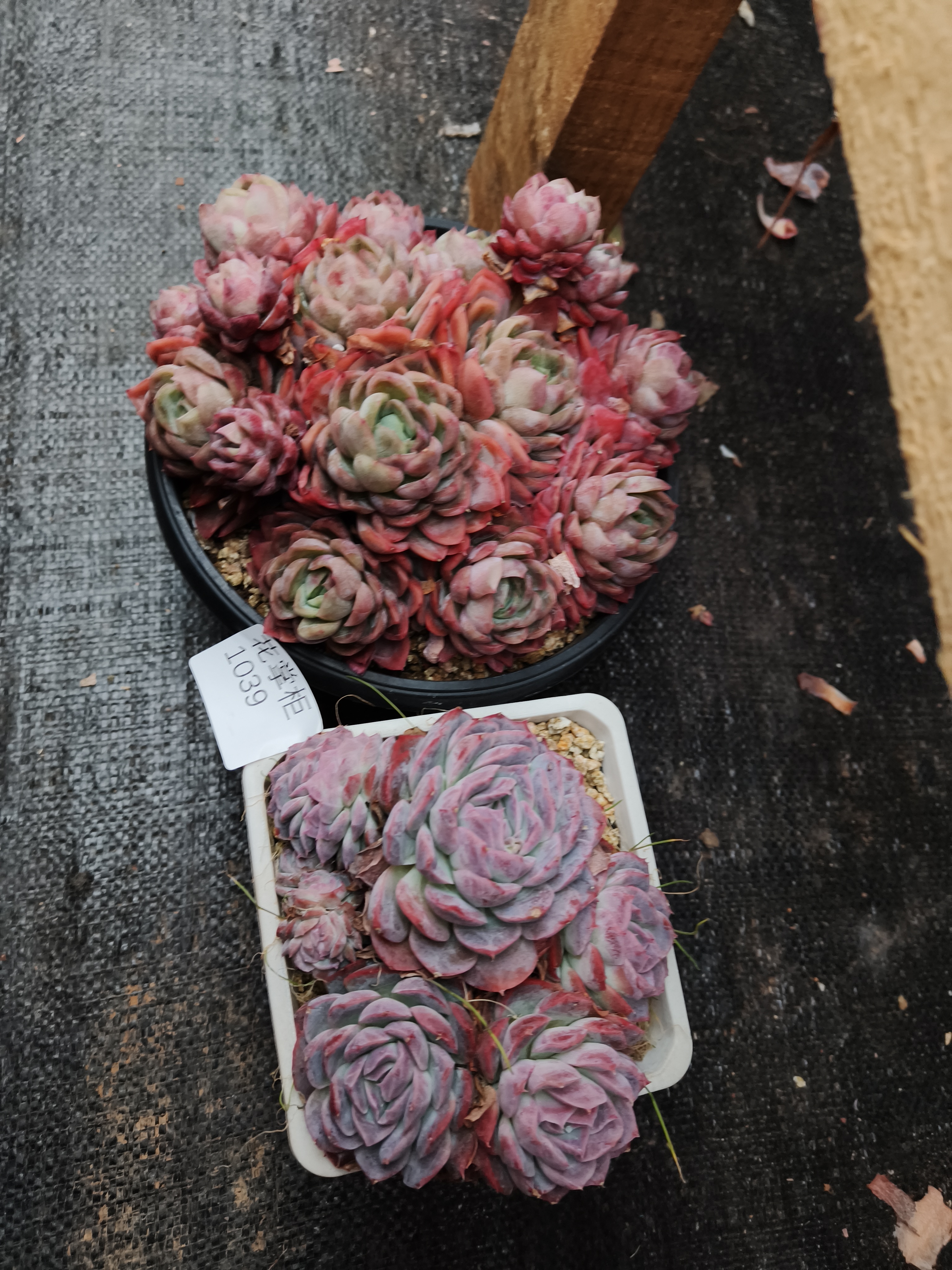 1039花掌柜精品杂交