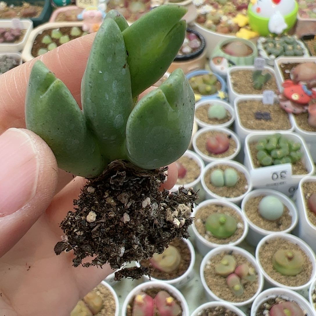 【闪购商品】37 秒