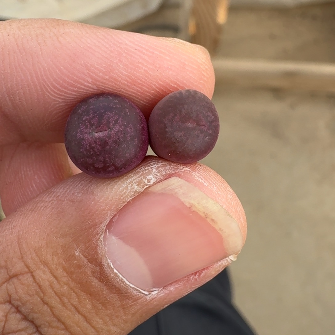 云缦精品番杏31.3墨SP