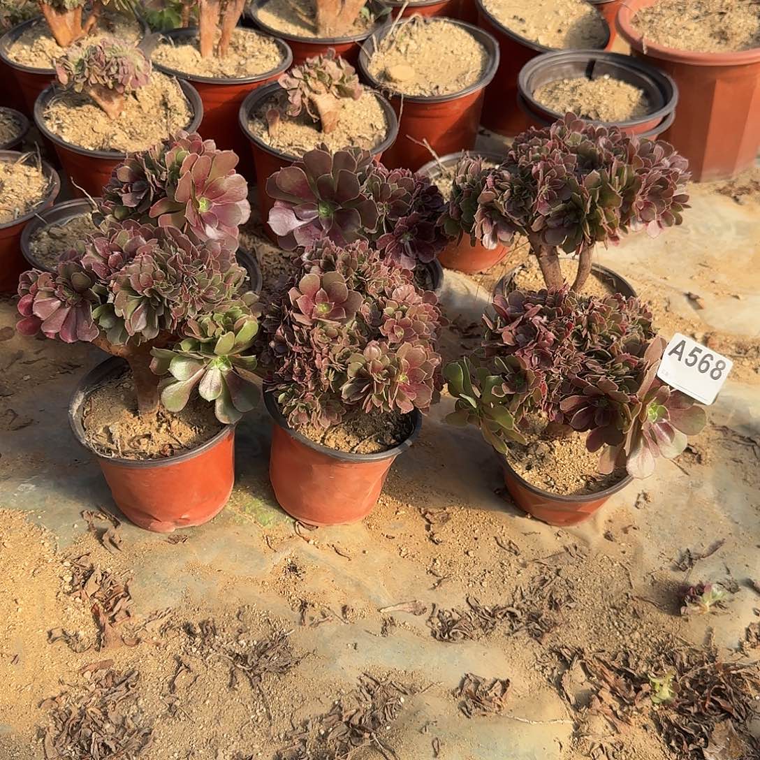 568火玫瑰朵朵共6颗