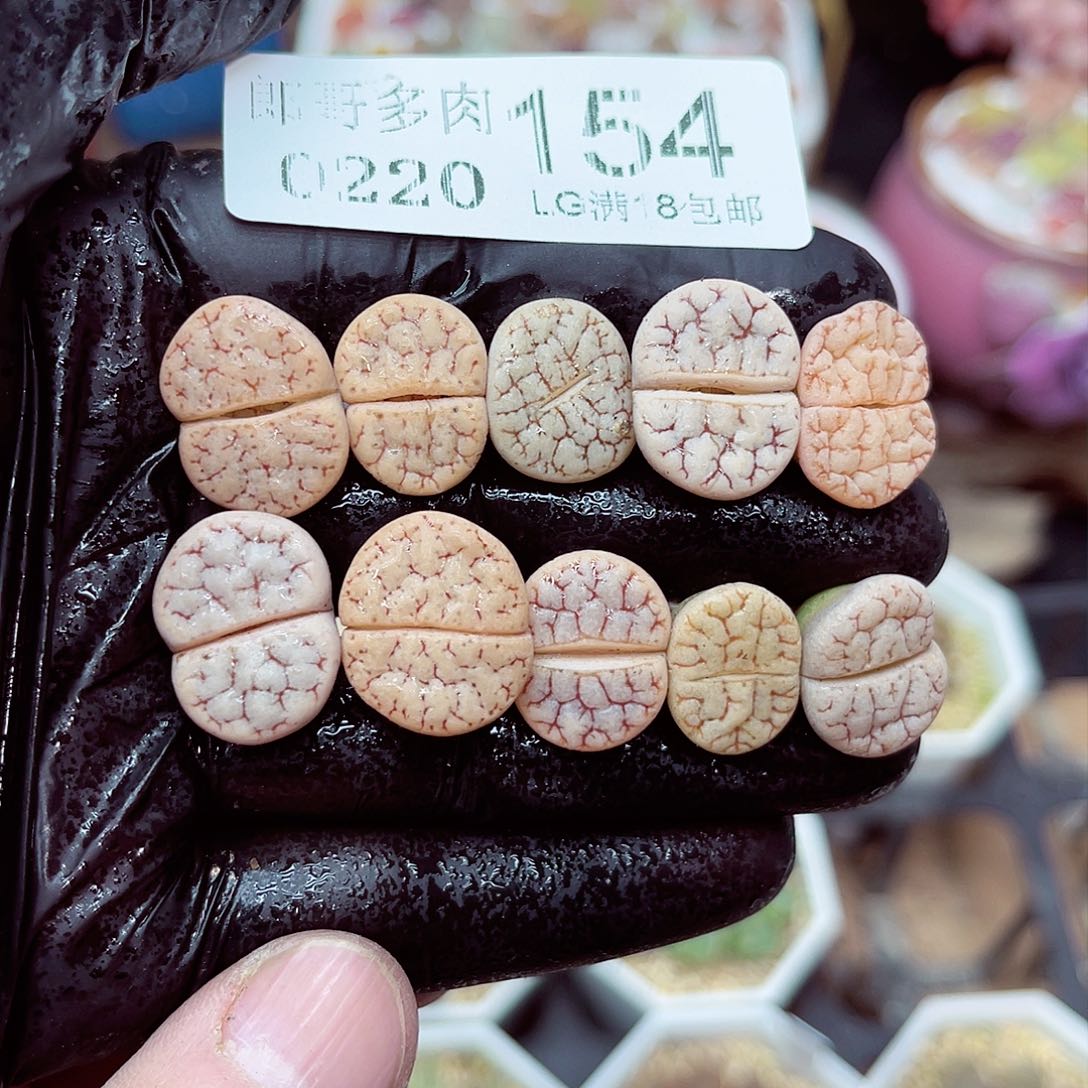 郎哥多肉生石花20-154