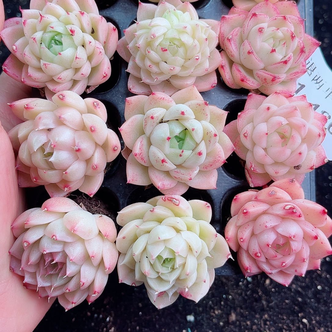 1-486 新疆西藏内蒙不发货 零下不拍保温箱不包损