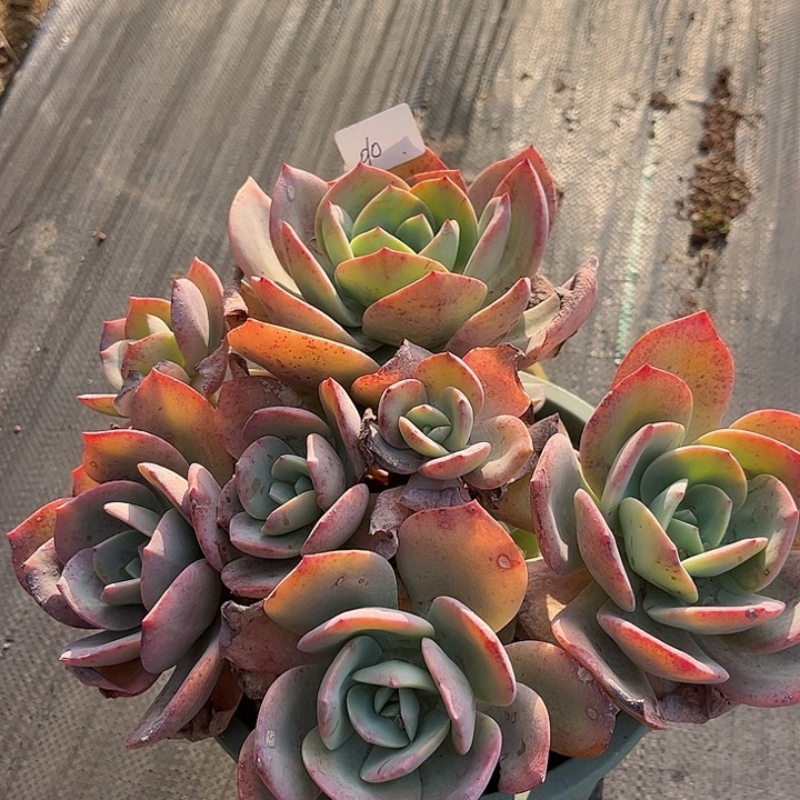 用***8010血凤脱土发货不退不换