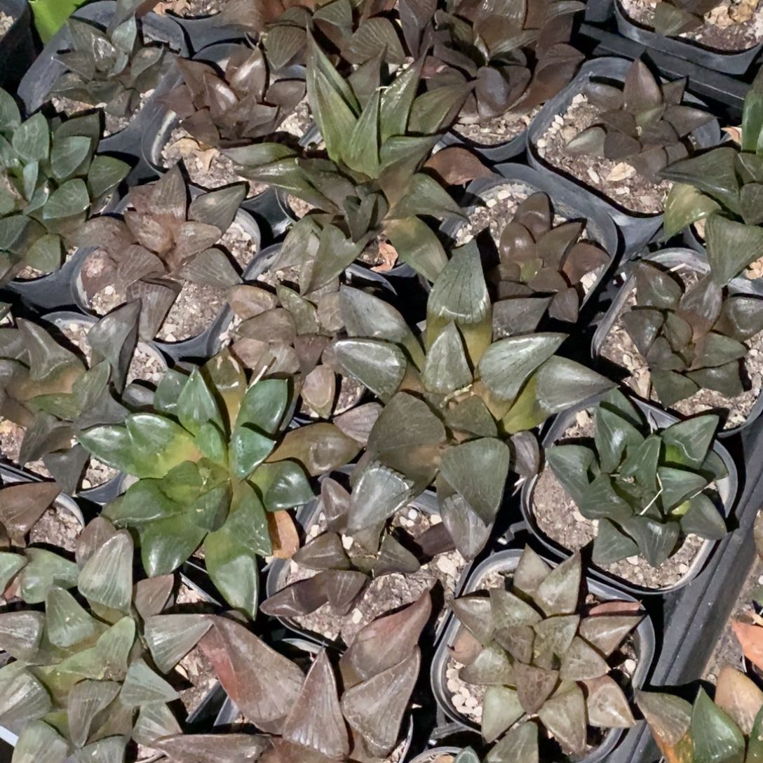 2921 一盆实生大寿 元旦整点福利