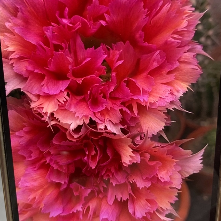 彩草羽毛2号带根5.5公分左右