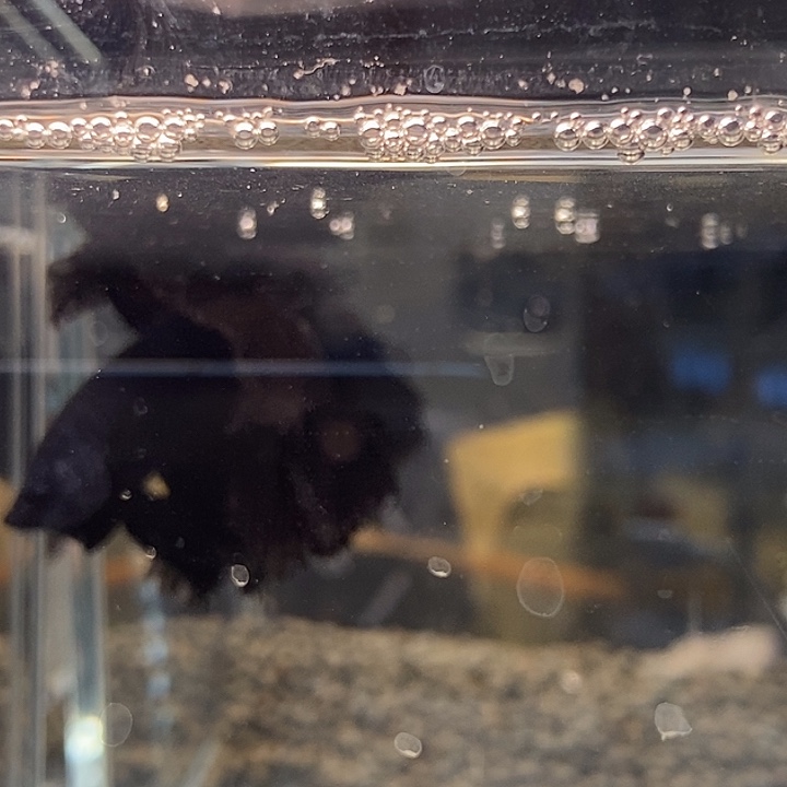 斗鱼黑209巨斗将军