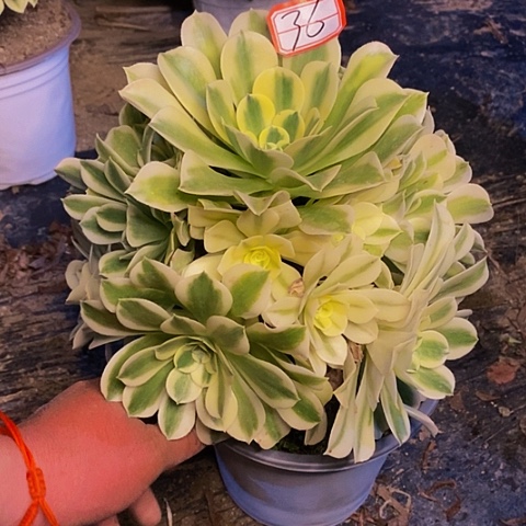 绿豆沙老桩捧花36链接包邮