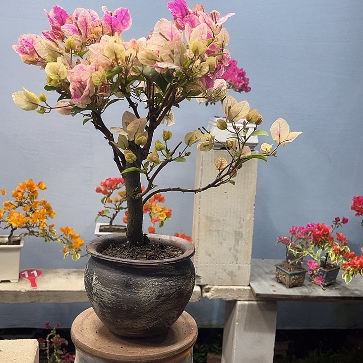 完全开放三角梅一物一拍