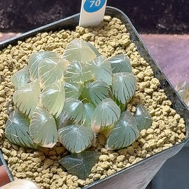 恭喜发财大吉大利0070