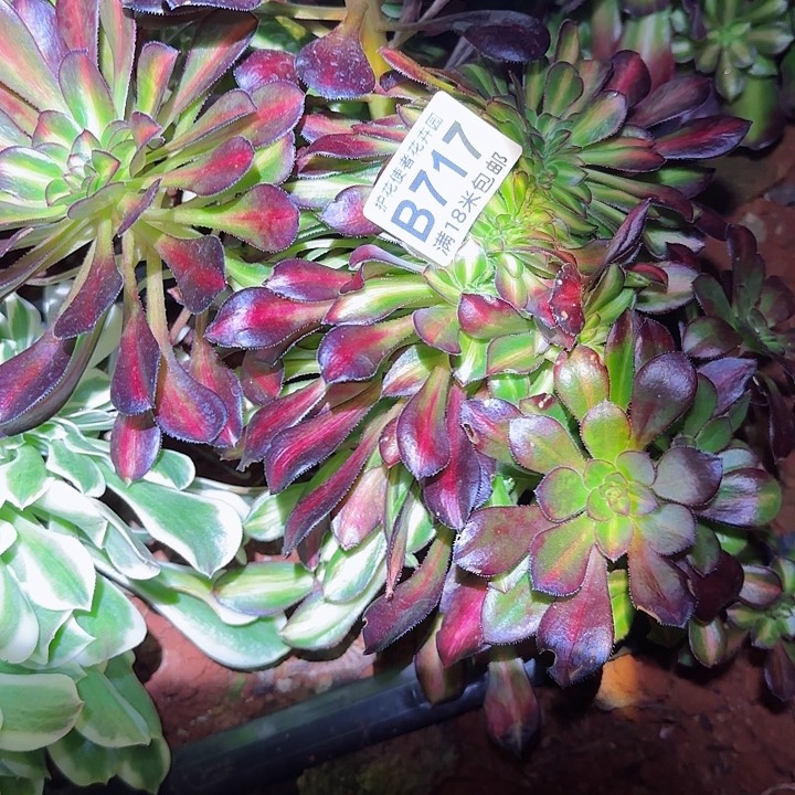 多肉 晚霞七彩缀化多肉法师