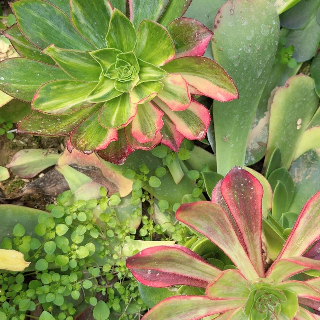 G. 7850魅影花脸多肉