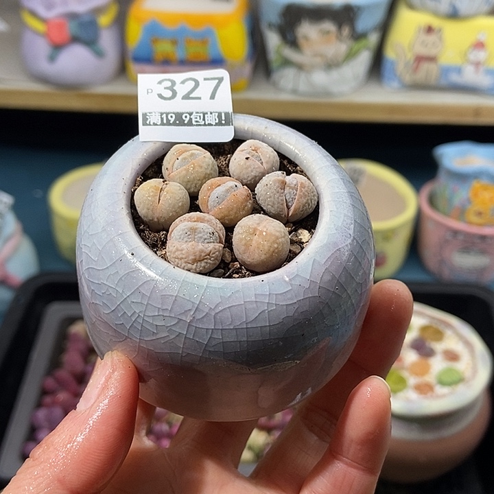 大舅生石花肉锥多肉327