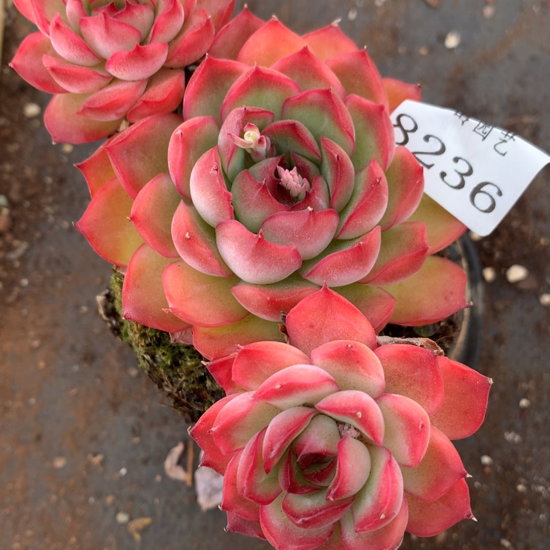 8236杂交多肉老桩