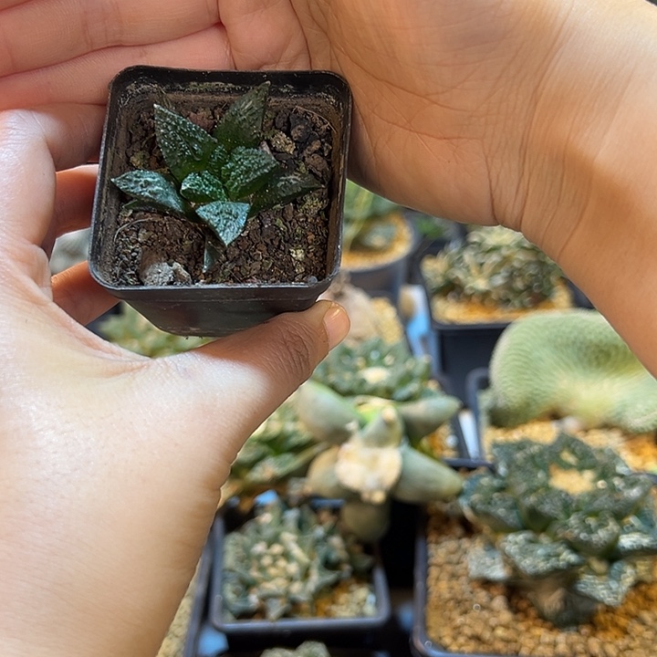 37号厚叶哥斯拉实生4.5公分