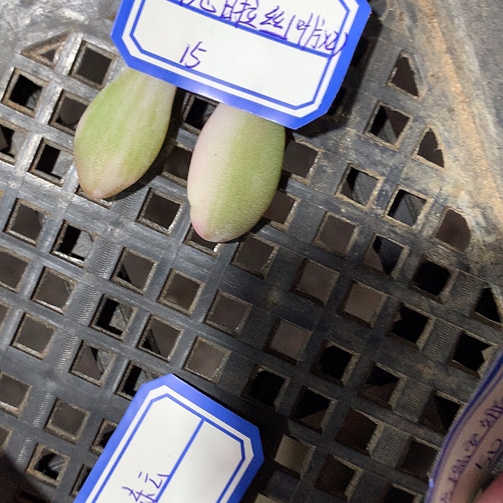 康***画粉兔叶子两个，专拍