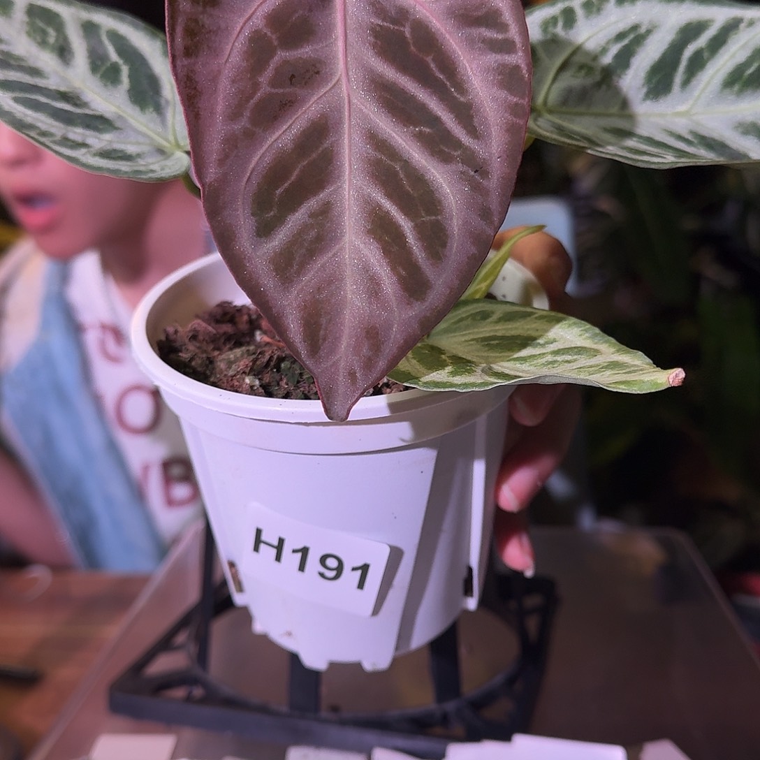 不开花植物H191粉色面纱杂虎红