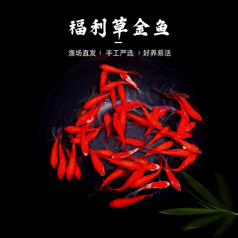 特卖福利红金鱼4-6厘米25条冷水观赏草金鱼好养耐活包邮