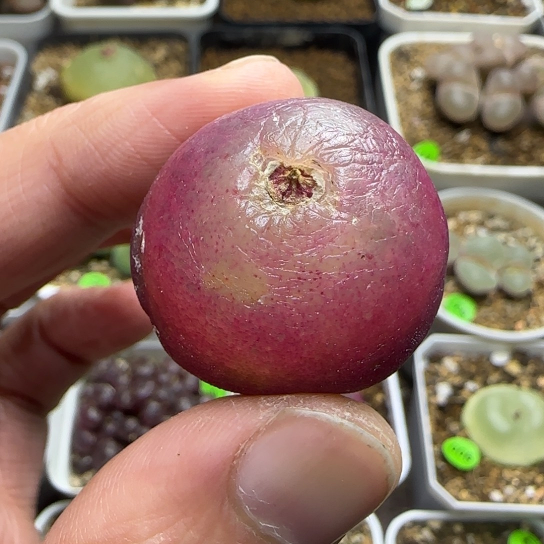 胖****专拍漂亮多肉植物284