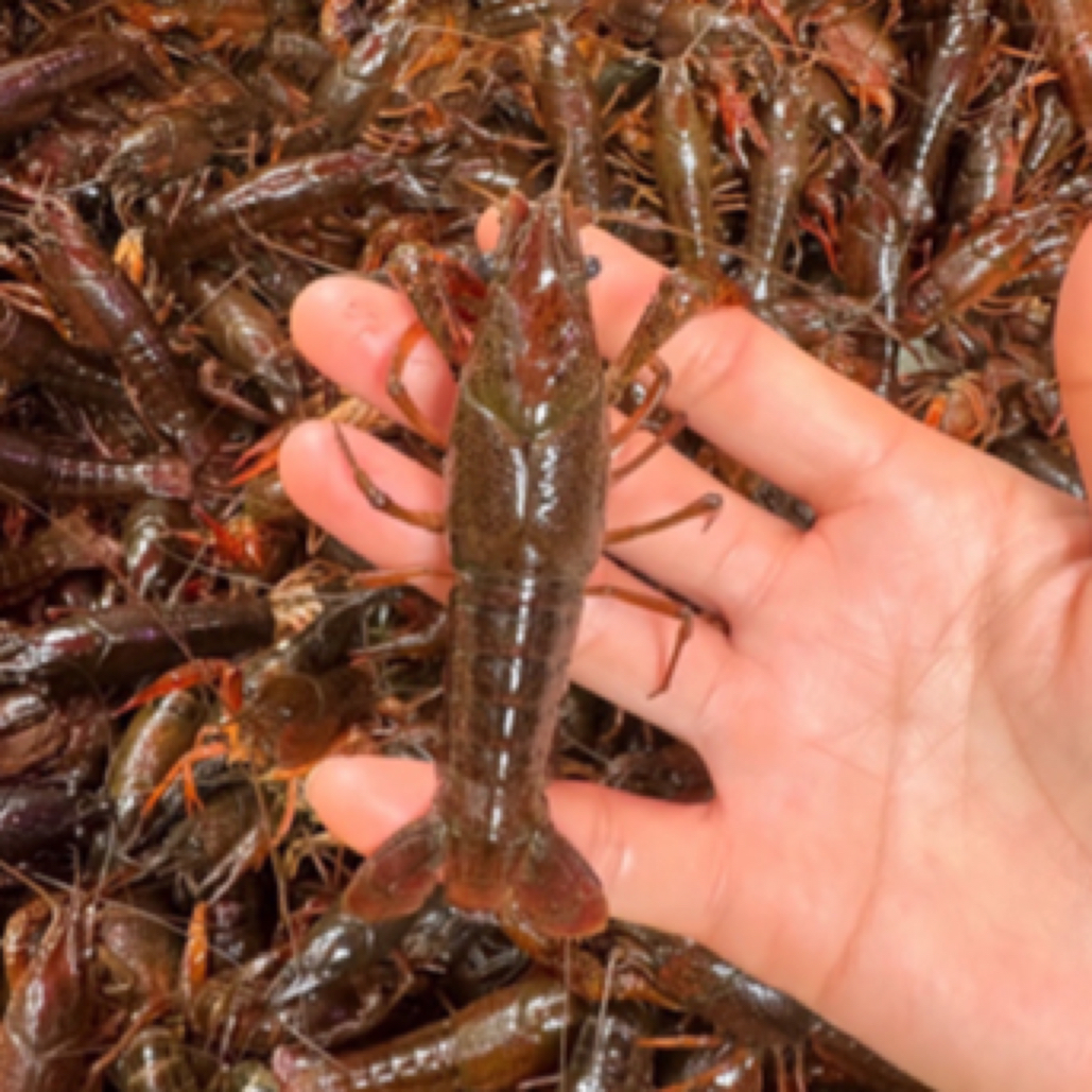 中号清水小龙虾一份  5斤一份  配送五点半之前到楼下