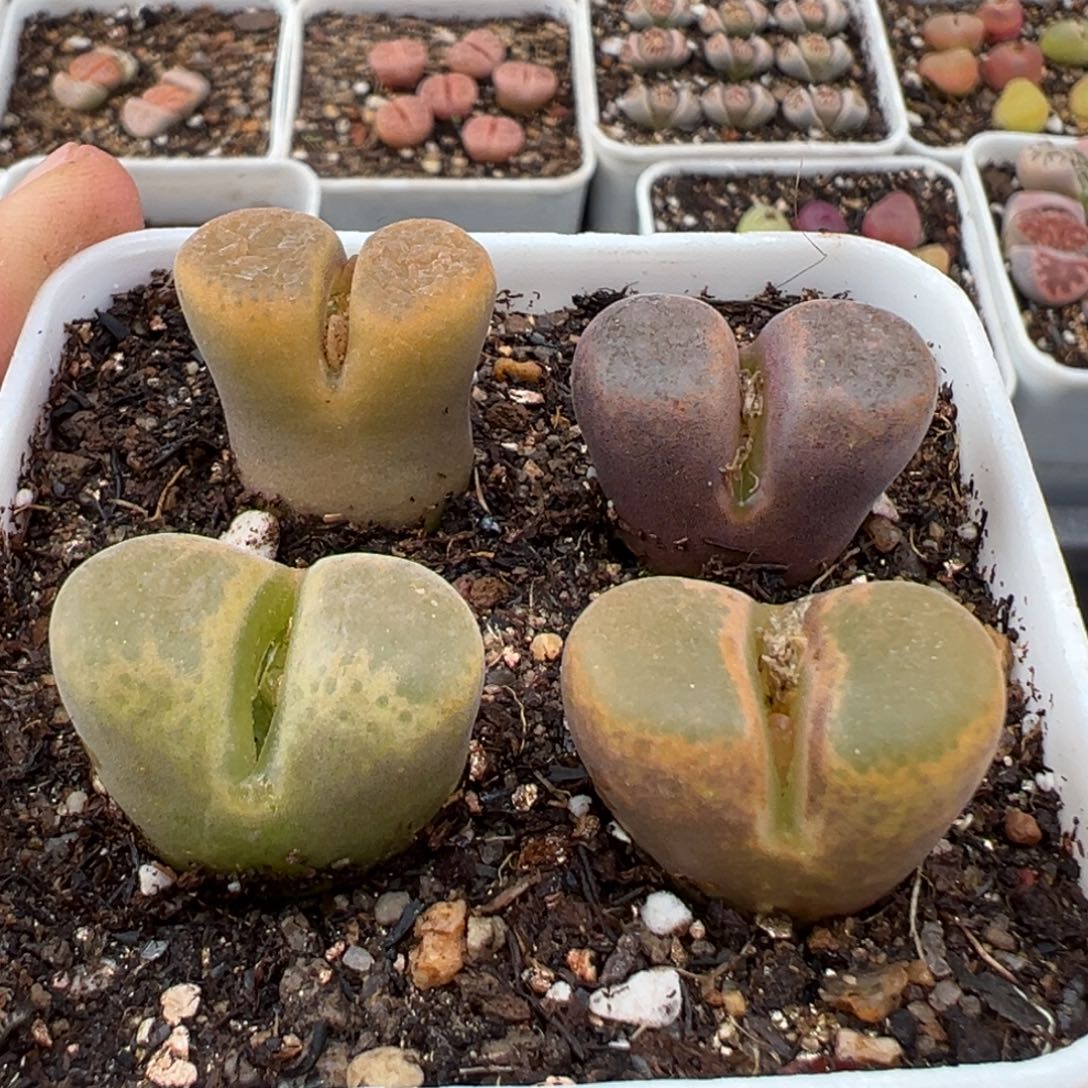 2.22好看的多肉258